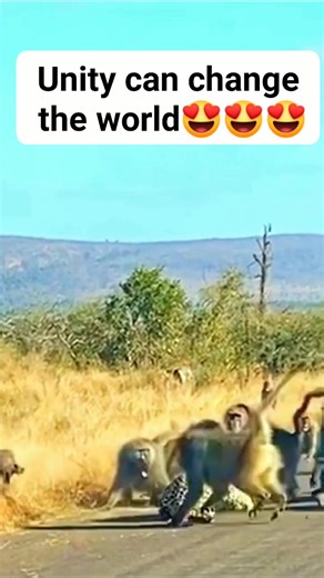 60 reactions · 21 comments | Unity can change the world #reactionvideo #leopard #baboon #attack #trendingpost #viralpost #viralvideo #trendingvideo #viral #everyone #followers #nonfollowers #viewers #highlights | Jose Lorenzo Blanco | Facebook