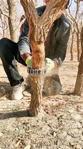 Incredible Orchard Trick Scrapes Old Bark Layers In Seconds 🛠️