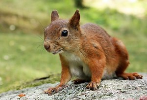 Do Squirrels Tails Grow Back?