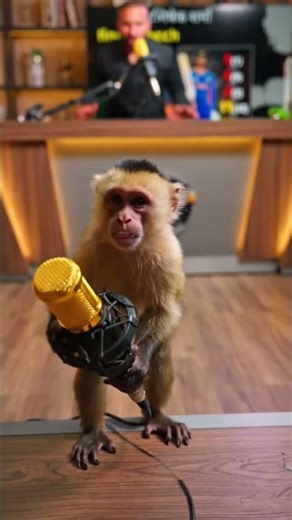 monkey use the mic #short