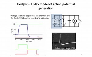 MIT 9.40 - 4- Hodgkin-Huxley Model Part 1 - Intro to Neural Computation .mp4