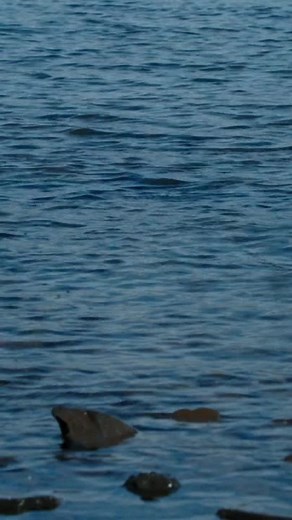 Tiktaalik: The Ancient Journey from Water to Land Discover the incredible story of Tiktaalik, one of the first animals to venture onto land. Explore the evolution of forests, dinosaurs, birds, and insects, and learn how coal formed from ancient forests plays a role in our civilization. Dive into the cosmic calendar and witness the rise and fall of dinosaurs and the emergence of our mammal ancestors. #AncientJourney #EvolutionOfLife #FossilDiscoveries #PrehistoricWorld #CoalFormation #CosmicCalen