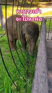 11K views · 556 reactions | สนุกทุกเวลาฝนริน #แสนซนฝนริน #คนรักช้าง #สัตว์โลก #nature #cute #reelsสร้างรายได้ | Mtree Sangsai | Facebook