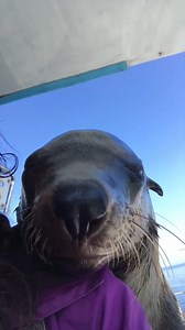 Friendly marine animals showing trust and gentle curiosity beneath the waves 🌊🦭💙 #ocean #animals #cute #marine #wildlife #love #trust #seal | Geographical Beauty