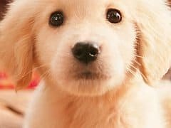 nintendogs   cats Review - VideoGamer