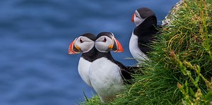 Faroe Island in May | The Ultimate Guide | Guide to Faroe Islands