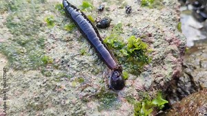 sea leeches in the beach