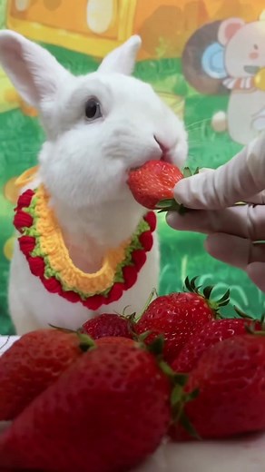 Adorable Rabbit Eating Strawberries