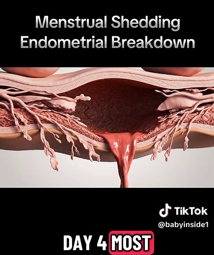 Understanding Menstrual Shedding and Endometrial Breakdown