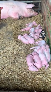 3M views · 20K reactions | Amazing mother pig and piglets sleeping very well | Creative Boy | Facebook