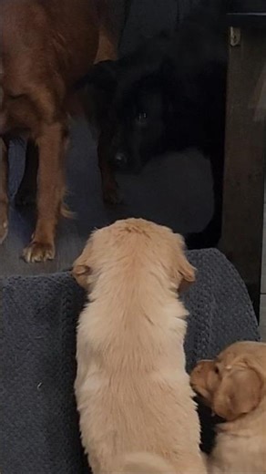 Alpha Dog INSTANTLY Corrects Puppies... You Won't Believe Her Stare! 🔥🐶