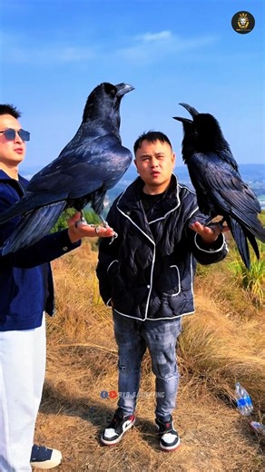 Secrets of the Raven 🦅🤫