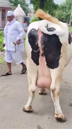 नमस्कार शेतकरी मित्रांनो 7499353327 #cow