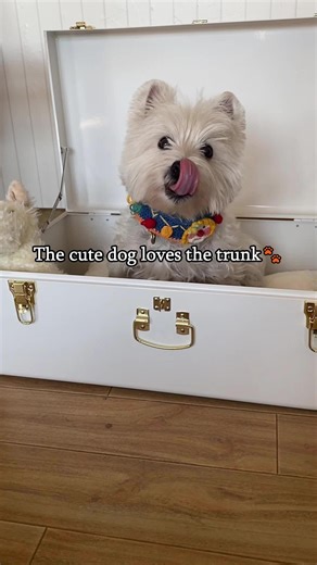 Finally found the perfect trunk! 🐶 It’s a cozy den now, but it’ll be the best storage bin later. Honestly, a total game changer. #storageorganizer #pet #petkeepsake #whitetrunks #keepsaketrunk