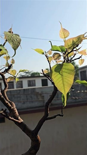 #banyantreebonsai pipal bonsai #bonsai #garden #saveerth #nature