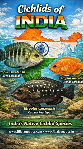 Filial aquatics on Instagram: "Did you know India has its own native cichlids? Meet the three Indian cichlid species found nowhere else in the world: 🔹 Etroplus suratensis – Green Chromide / Pearlspot 🔹 Etroplus maculatus – Orange Chromide 🔹 Etroplus canarensis – Rare Canara Pearlspot A true reflection of India’s freshwater biodiversity 🌿 Learn more about native fish & aquatics with us. 🌐 www.filialaquatics.com 🛒 www.filialaquatics.in #CichlidsOfIndia #IndianNativeFish #EtroplusSuratensis