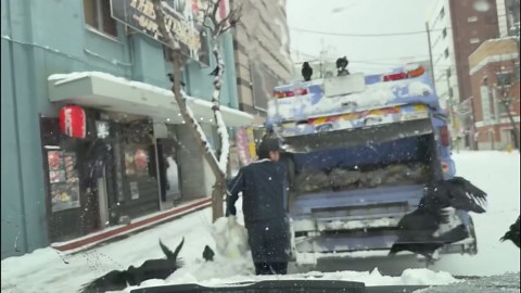 Murder of crows follows sanitation worker on daily street rounds