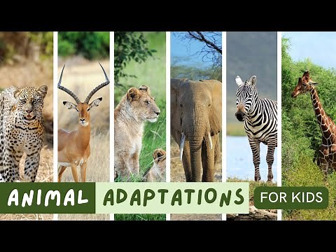 Animal Superpowers: How They Adapt to Their Environment