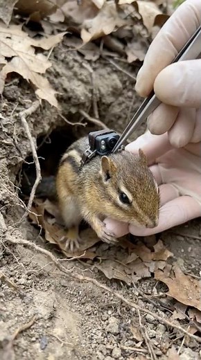 I Attached a Camera to a Chipmunk—Here's What Happened