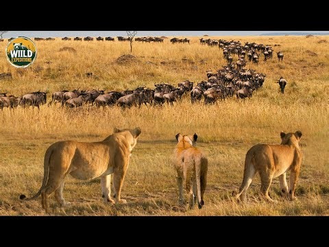 Wild Serengeti: The Fiercest Predators at the Last Migration Crossings
