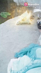 1K views | Betrayed and brutally murdered by her husband, Sean Curtis, and Zara Engel, who framed her in a baby swap scheme, Rhea Engel is reborn with enhanced powers. Discovering that Sean has also returned to life, she breaks free from her cycle of suffering by entering a marriage of power with the Beast King, rising as an untouchable sovereign. | DramaBox- movies&drama | Facebook