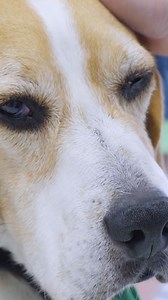 Ulcers are invading dog's eye 😱 Will he lose the entire eye? | Bondi Vet