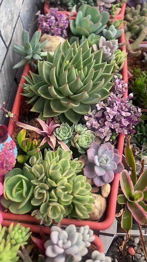 #succulents #succulent_sansar #succulent #pokhara #nepal #fyp