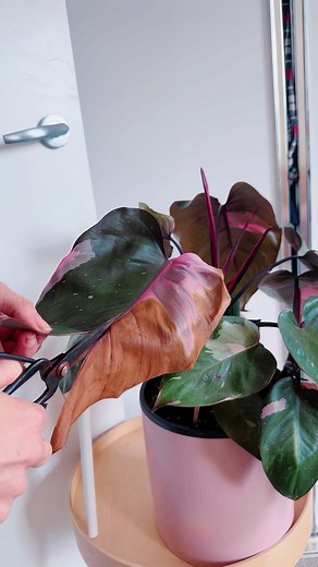 Philodendron Pink Princess Care: Tips and Facts | Indoor Plant Guide