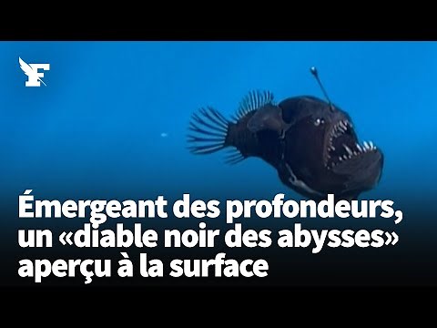 Les incroyables images d'une baudroie abyssale remontant des profondeurs vers la surface