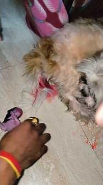 Shih Tzu Dog Birth & Delivery Moments #shitzu #dogdelivery #shitzupuppies #pets #petcare #dog #viral