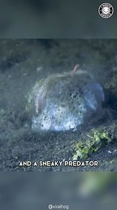 79K views · 833 reactions | Today's creature: The Northern Stargazer Astroscopus guttatus is a fish that can reach lengths of 22 inches and is found on the Atlantic shores between the states of North Carolina and New York in the United States. The northern stargazer can be found up to depths of 120 feet. Stargazers have a flat forehead with a lot of body mass up front near the mouth. (Wikipedia)  @1minuteanimals IG #weirdfish | Angry Trini | Facebook
