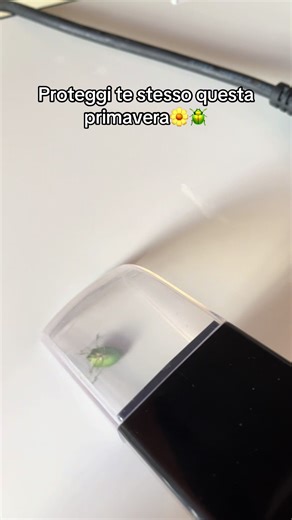 Primavera=le cimici ritornano😭 #foryou #perte #cimici #casa #primavera2026