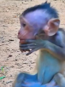 God save baby got choke snack in mouth #rescuemonkey #animals #monkeybaby #lovelyanimal #baboonmonkey | Funny Monkeey19