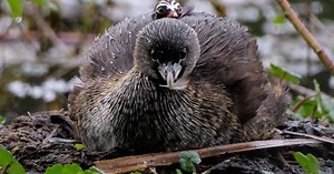 Can you spot the baby birdie?