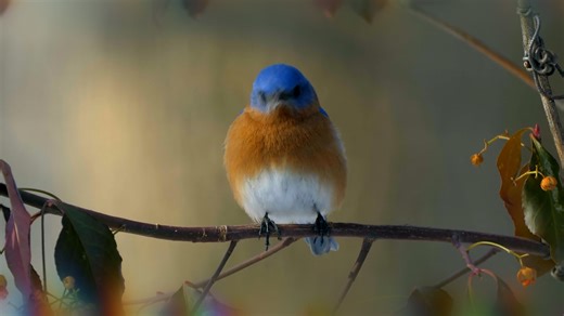 From frogs to finches: Why humans and animals may love the same sounds