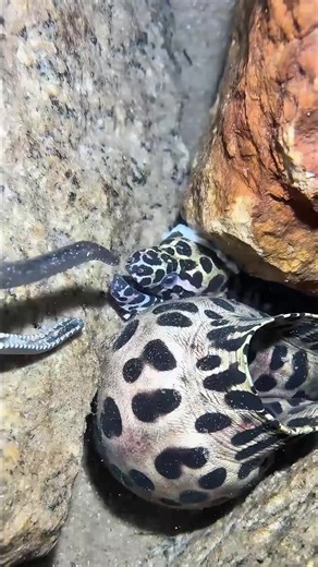 Deep sea fishing wonders #fishing #fish #sea #ocean #fishingtips | Fishing