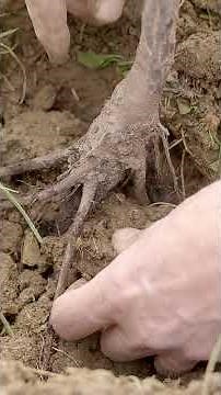 PIANTARE ALBERI CON LA TRIVELLA CI FA SENTIRE BENE