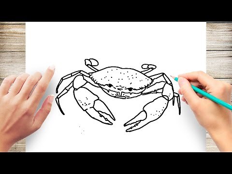 How to Draw A Realistic Crab