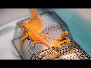 20250607 Altoona Reptile Expo