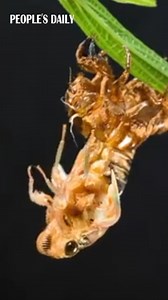 Watch the fascinating transformation process of a cicada shedding its exoskeleton to begin a new life cycle in this timelapse video. | People's Daily, China