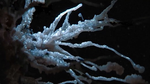 Gestation of Horror: Tendril and FX Launch "Alien: Earth"