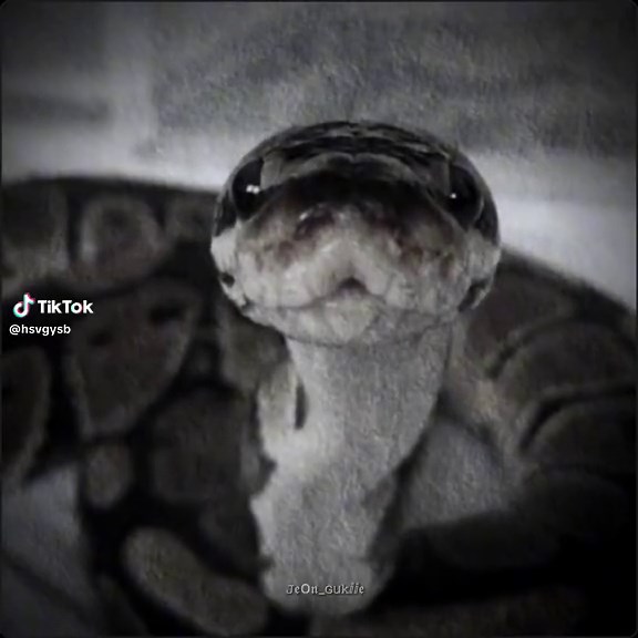 Captivating Close-Up of a Python in Natural Habitat