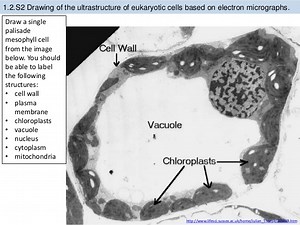 1.2 Ultrastructure of Cells