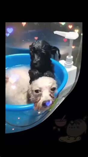 Exploring the Joy of Dogs in Nature