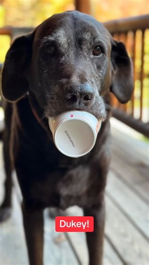 Dukey! #pets #pet #funnypets #trending #dogsoftiktoks #mydukeydalesandro #DOGS #dukeymerch #woof #souldog #doggos #dogsoftiktok #fyp #dogvideos #funnydog #dog #doglover #fypdogs #dogs | Dukey | Facebook