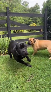 8.3K views · 30 reactions | These dogs were barking at an unknown vehicle that was approaching the main gate of their home. The cane corso jumped up on the fence and barked loudly when the fence gave way under its weight. The moment the fence broke, the two dogs ran away scared. | Jukin Copyright Management | Facebook