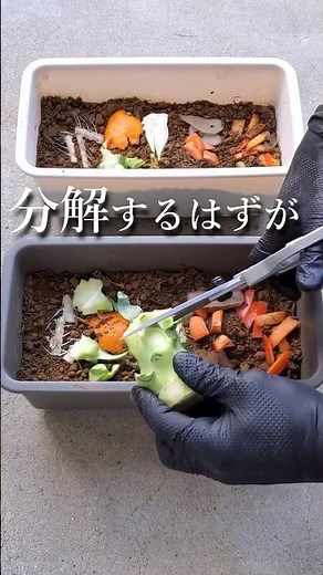 生ゴミから野菜が育ちました