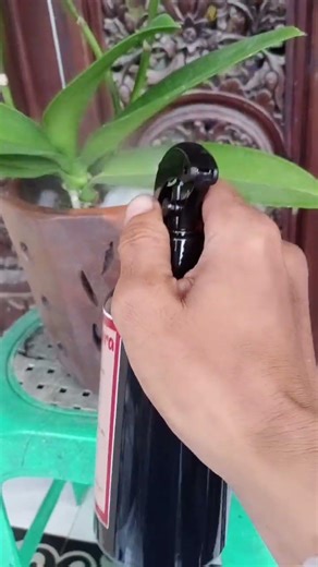 cara merawat bunga anggrek pakai pupuk plantera