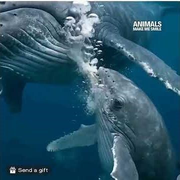 Whale Feeding Her Baby Calf 🐋 | Heartwarming Ocean Moment | Mother Whale Gives Milk Underwater"