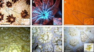 Underwater Microscope Connects the Lab to the Natural World | Microbiology